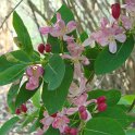 Lonicera arborea fleur P2A